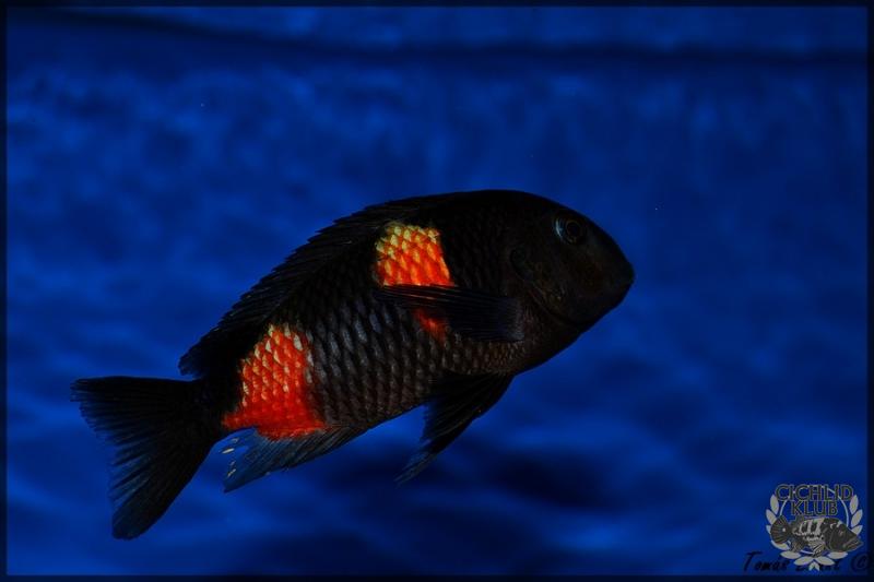 Tropheus sp. Black Bulu Point WF