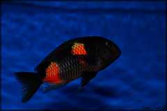 Tropheus sp. Black Bulu Point WF