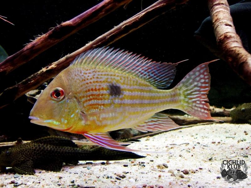 Geophagus abalios