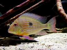 Geophagus abalios