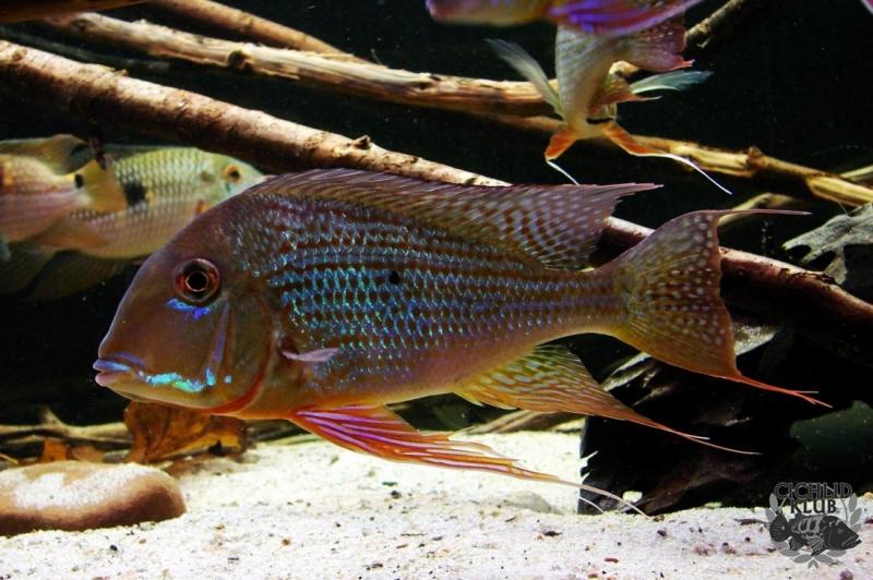 Geophagus altifrons