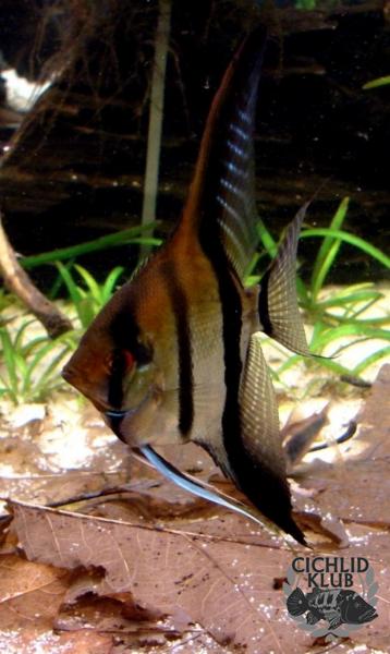 Pterophyllum scalare