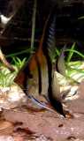 Pterophyllum scalare