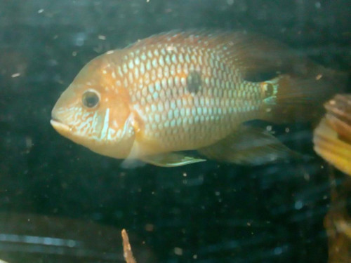 aequidens metae / IMG_20180809_151600.jpg IMG_20180809_151600.jpg