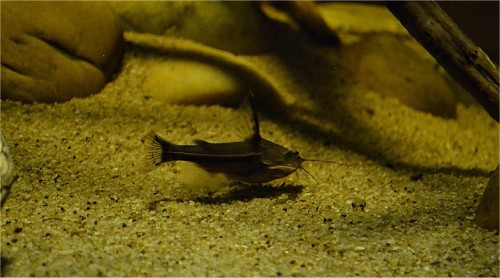 Amblydoras affinis WILD / 16.jpg 16.jpg