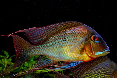 Geophagus_Altifrons_Tocantins_samec.JPG