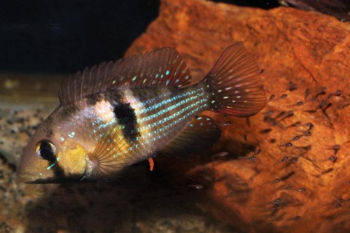 Gymnogeophagus terrapurpura norte with fry..jpg