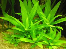 Hygrophila corymbosa.jpg