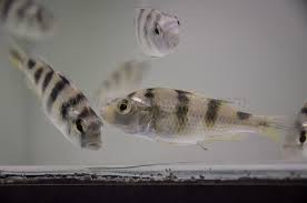 haplochromis young.jpg haplochromis young.jpg
