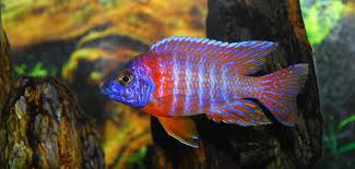 red peacock.jpg red peacock.jpg
