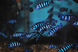demasoni small.jpg demasoni small.jpg