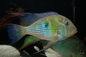 Acarichthys heckeli 2.jpg