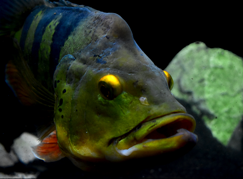 Cichla monoculus 1.png