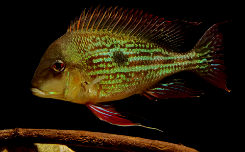 Geophagus winemilleri 1.png