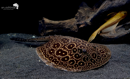 Potamotrygon sp. pearl.png