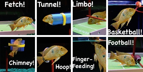 fish.jpg