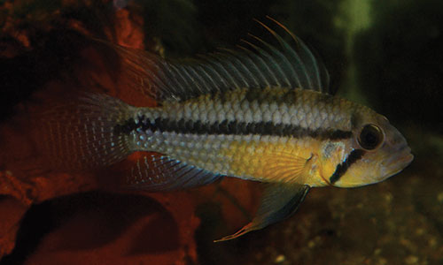 2CockatooCichlid.jpg