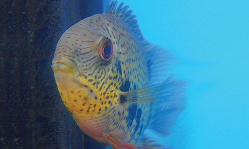 3Severum.jpg