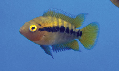 4RainbowCichlid.jpg