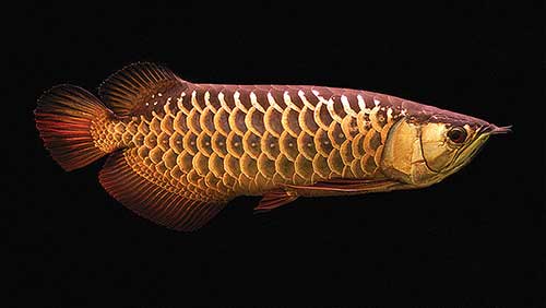 2Arowana.jpg