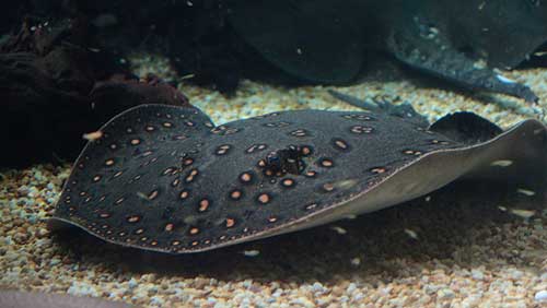 4FreshwaterStingrays.jpg