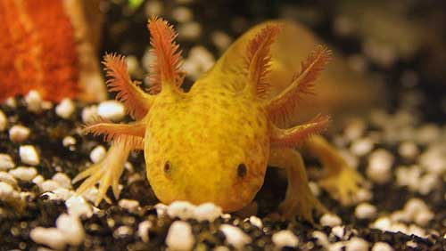 5Axolotl.jpg