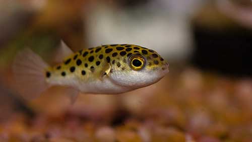 6GreenSpottedPufferFish.jpg