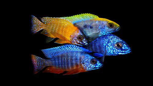 8MalawiCichlids.jpg