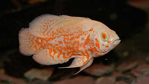 10OscarFish.jpg