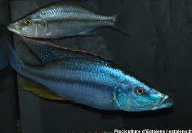 dimidichromis.jpg dimidichromis.jpg