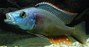 strigatus.jpg strigatus.jpg