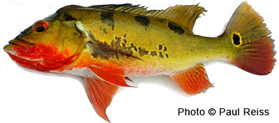 Cichla-monoculus-400.jpg