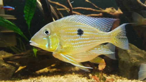 Geophagus.jpg