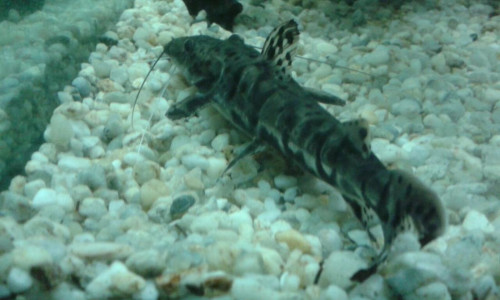 Pseudoplatystoma fasciatum.jpg