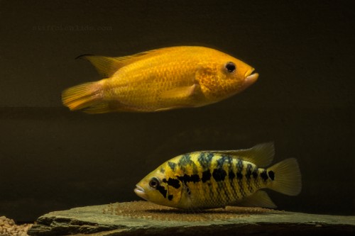 parachromis_friedrichsthalii_xant_2_20120914_1963107227.jpg