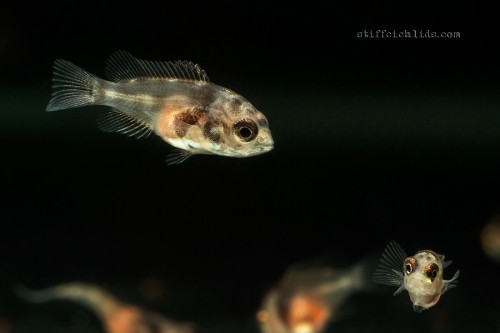 hoplarchus_psittacus_10days_old_1_20130715_1392626687.jpg