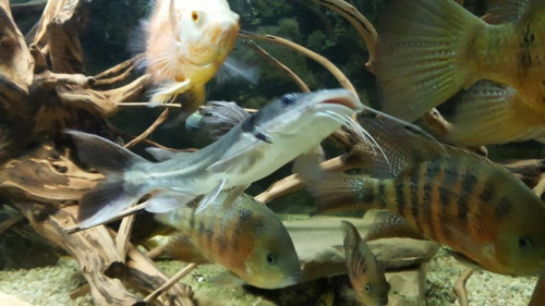 clarotes laticeps.jpg