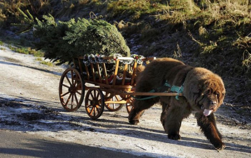 christmas-tree-wagon-dog.jpg