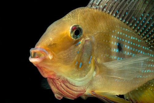 Acarichthys heckelii (3).jpg