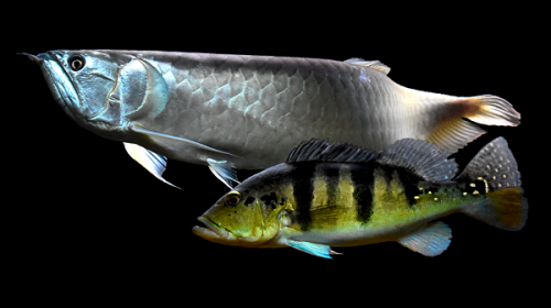 Arowana and cichla cichlid klub.png