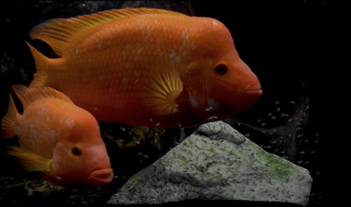 Amphilophus pair with babies cichlid klub.png