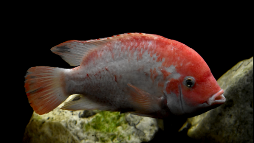 Catemaco 2 cichlid klub.png