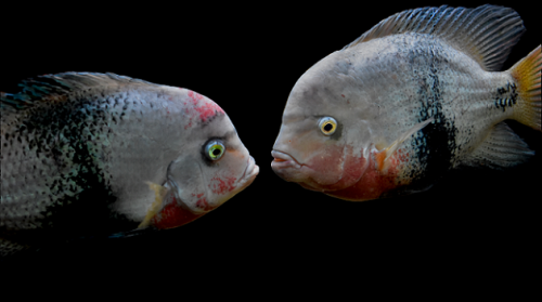 Maculicaudas cichlid klub.png