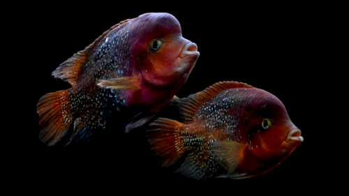 Vieja synspila pair cichlid kub.png