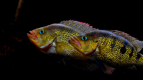 Petenia splendida pair cichlid klub.png