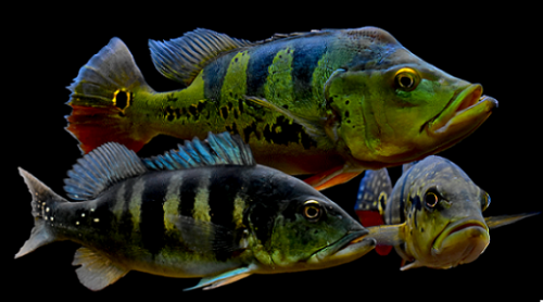 Cichlas cichlid klub.png