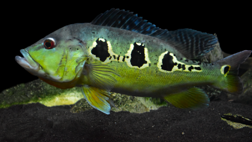 Cichla orino.png