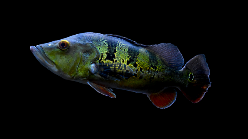 Cichla ocellaris.png