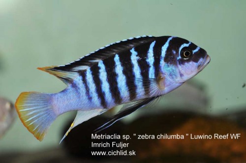 Metriaclima-zebra-Chilumba-Luwino-Reef-(99).jpg