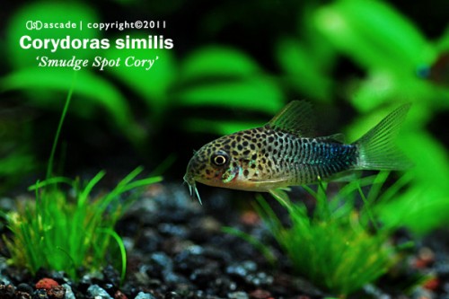 corydoras similis.jpg